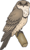 Tawny Frogmouth Clip Art